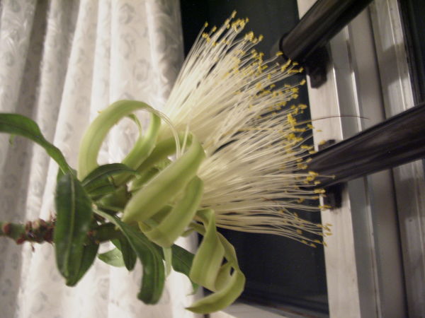 (ѥβ,ʥ,̥ʥå,pachira bloom, pachira flower, pachira blossom, pachira aquatica, Shaving-brush tree, Cayenne nut)
